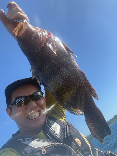 オオモンハタの釣果