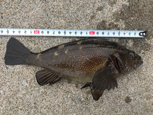 エゾメバルの釣果