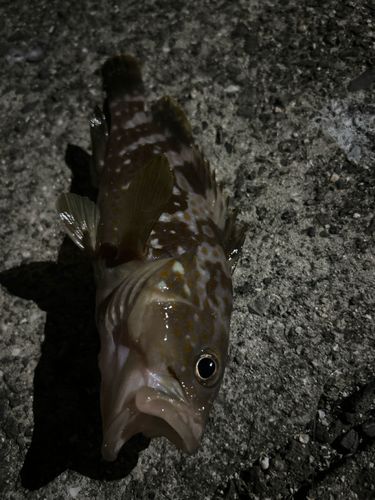 釣果