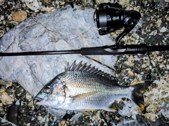 キチヌの釣果