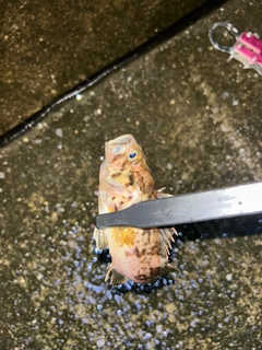 クロソイの釣果
