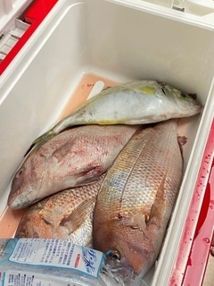 タイの釣果