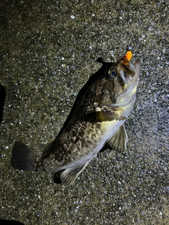 クロソイの釣果