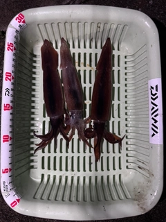 スルメイカの釣果