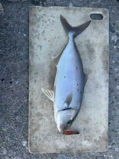 ネイリの釣果