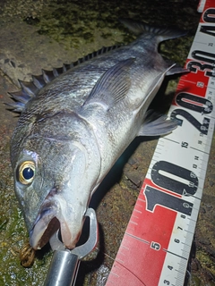 チヌの釣果
