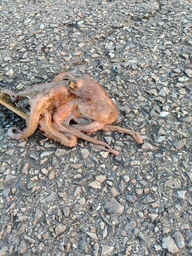 マダコの釣果