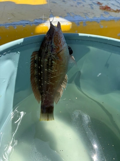アカササノハベラの釣果