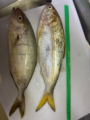 ショゴの釣果