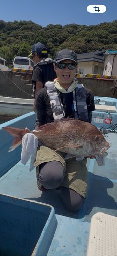 マダイの釣果