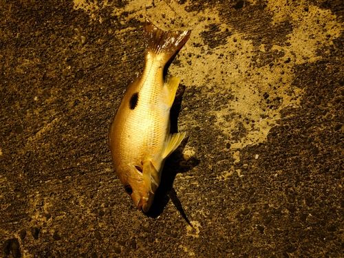 クロホシフエダイの釣果
