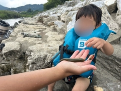 オイカワの釣果
