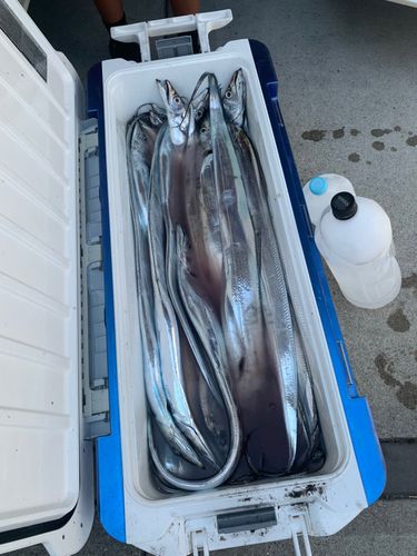 タチウオの釣果