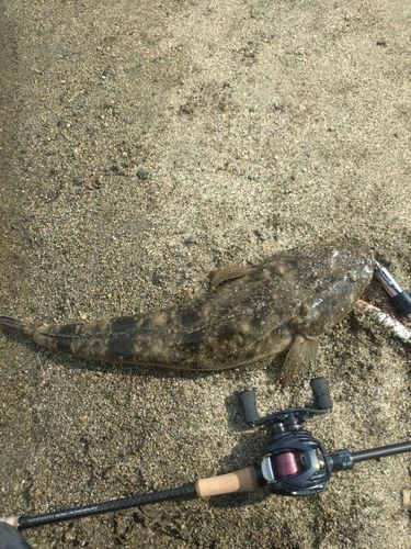 マゴチの釣果