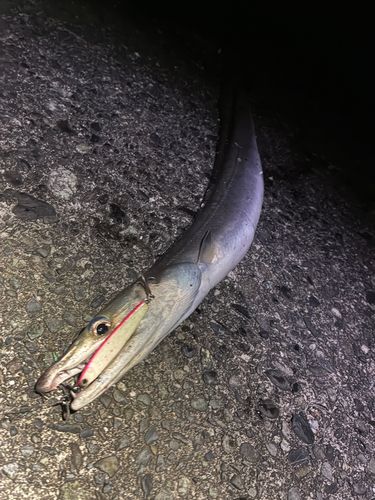 ハモの釣果