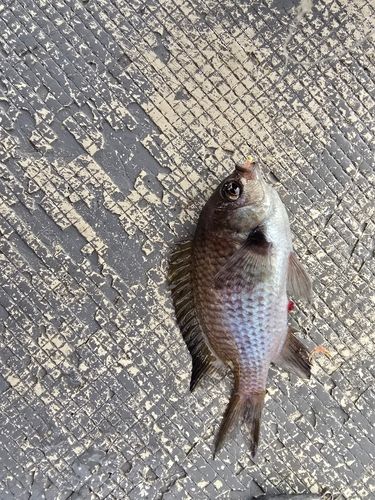 スズメダイの釣果