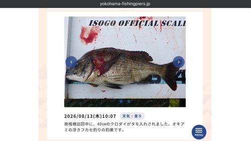 クロダイの釣果