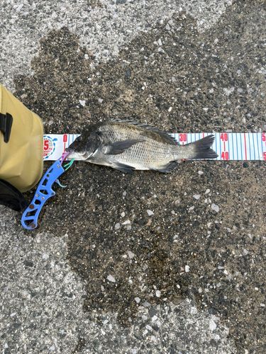 クロダイの釣果