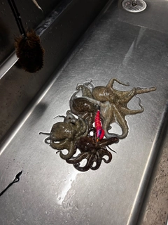 タコの釣果