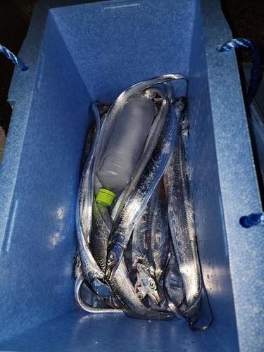 タチウオの釣果