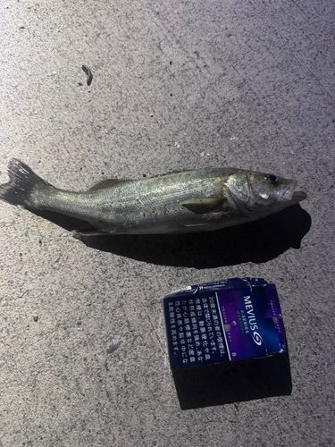 セイゴ（マルスズキ）の釣果