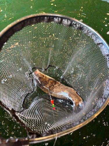コイの釣果
