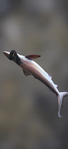 シロザメの釣果