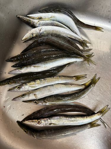カマスの釣果