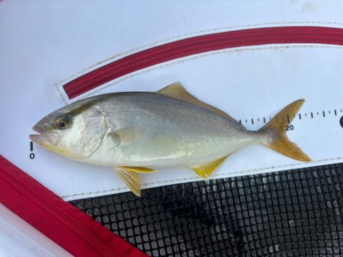 シオの釣果