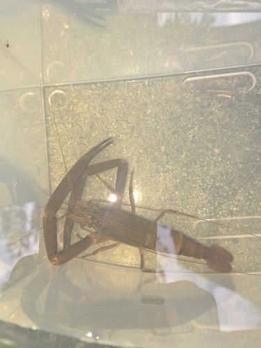 テナガエビの釣果