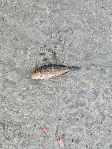 ガヤの釣果