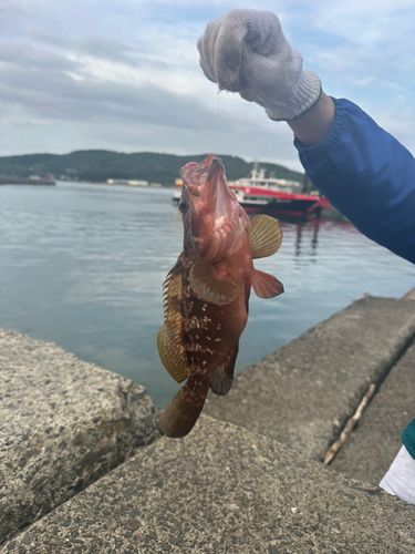 キジハタの釣果