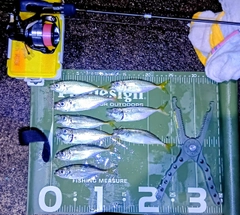 マアジの釣果