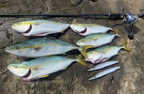 ワカシの釣果