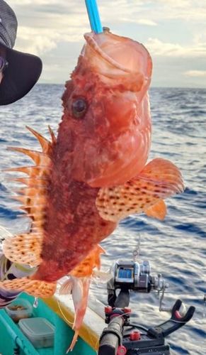 イズカサゴの釣果