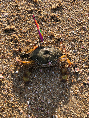 カニの釣果