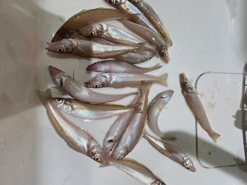 キスの釣果