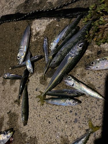 サバの釣果