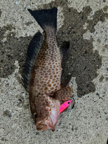 オオモンハタの釣果