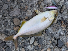 シオの釣果