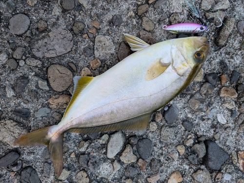 シオの釣果