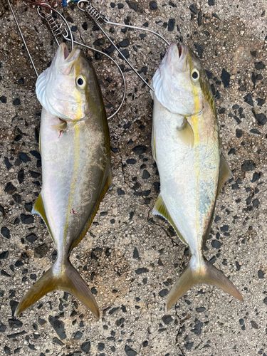 アカビラの釣果
