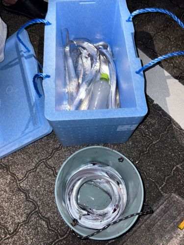 タチウオの釣果