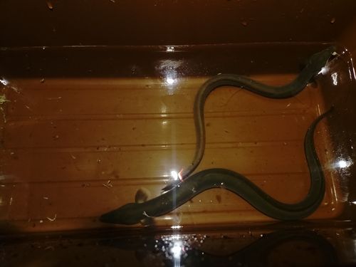 ウナギの釣果
