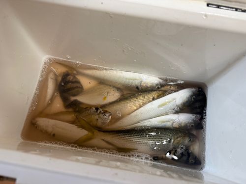 コノシロの釣果