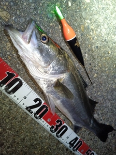 フッコ（マルスズキ）の釣果