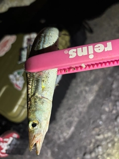 カマスの釣果
