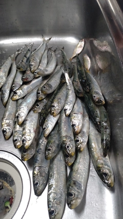 イワシの釣果