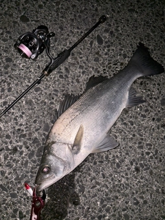 ヒラスズキの釣果