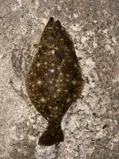ヒラメの釣果